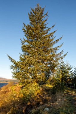 Clatteringshaws Gölü kıyısındaki kozalaklı kozalaklı bir sitka ağacı kış güneşinde, Dumfries ve Galloway, İskoçya