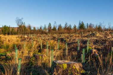 Replanting an old deforested and clear felled coniferous forest with broadleaf trees in tree guard in Scotland clipart