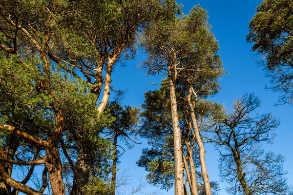 Caledonian Pine Trees Clateringshaws Loch Visitors Centre Dumfries Galloway Σκωτία — Φωτογραφία Αρχείου