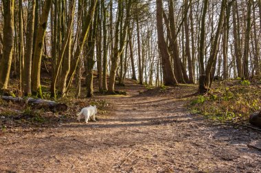 İskoçya 'da kışın geniş yapraklı bir orman yolunda yürüyen beyaz bir dağ köpeği.