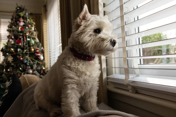 A cute white west highland terrier dog looking out of a window with a christmas tree in the background