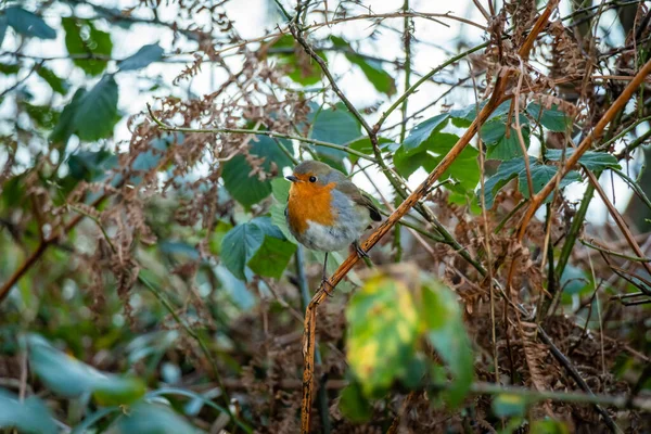 森の中の木に腰掛けているヨーロッパのロビンの赤い鳥 — ストック写真