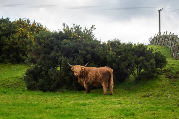 A highland cow sheltering from the wind behind a gorse bush in a green scottish field in the highlands