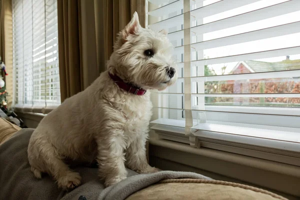 A cute white west highland terrier dog sitting on the top of a couch, looking out of a window