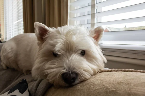 A cute white west highland terrier dog lying on top of a sofa or couch beside a window in a living room