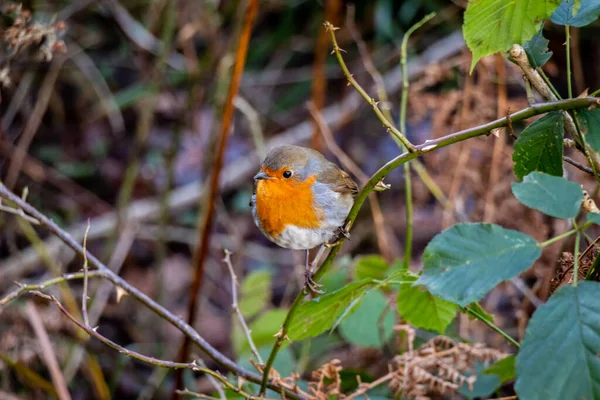 Europeu Robin Vermelho Peito Pássaro Sentado Empoleirado Uma Árvore Bosque — Fotografia de Stock