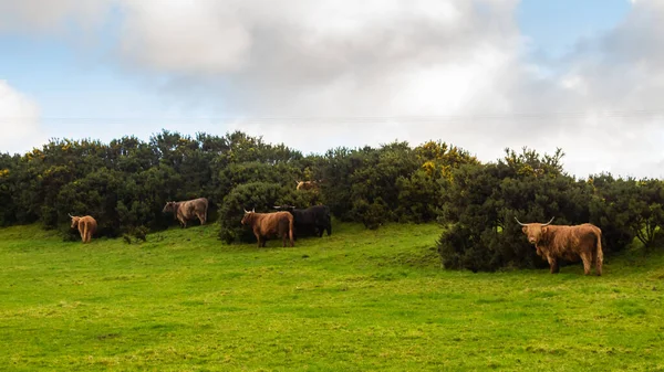 Una Manada Vacas Las Tierras Altas Que Refugian Del Viento —  Fotos de Stock