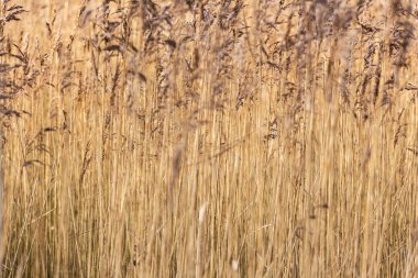 Kış güneşinde ortak sazlıkların soyut arkaplanı