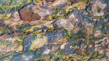 Kış ışığında rengarenk çürüyen ağaç kabuğunu kapat.