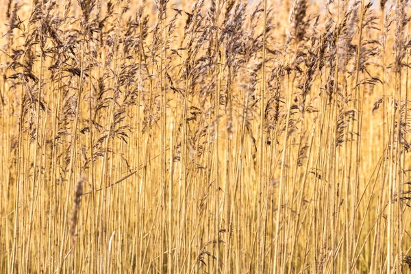 Abstract Background Close Common Reeds Winter Sun — Stock Photo, Image