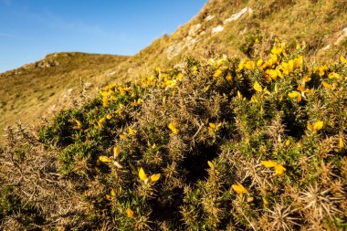 Sarı çiçekler, İskoç kış güneşinde bir tepenin üzerindeki sık bir çalılıkta.