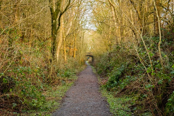 Woodland trail along the old Dumfries and Galloway Railway line at Threave, Scotland