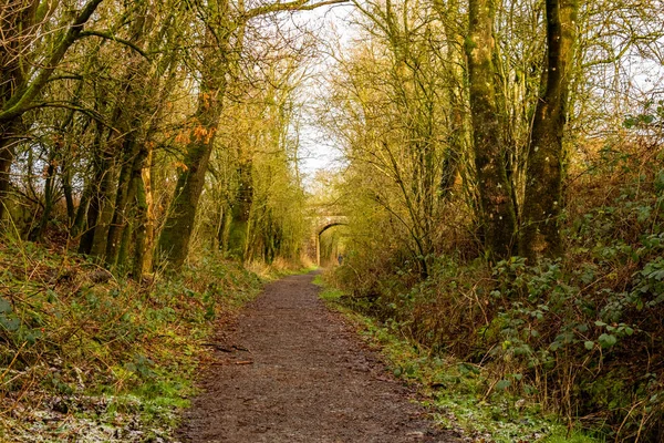 Woodland trail along the old Dumfries and Galloway Railway line at Threave, Scotland