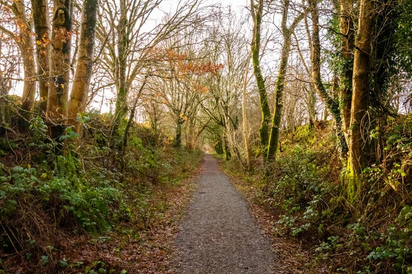 Woodland trail along the old Paddy Line or Galloway railway line in winter, Dumfries and Galloway, Scotland