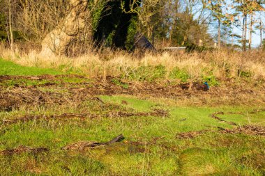Wrack Bölgesi, İskoçya 'da kışın haliç tuzu bataklığının yüksek gelgit çizgisini gösteriyor.