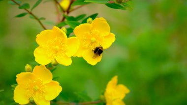 Arılar polen ve nektarla besleniyor St John 's Wort sarı bahçesinde