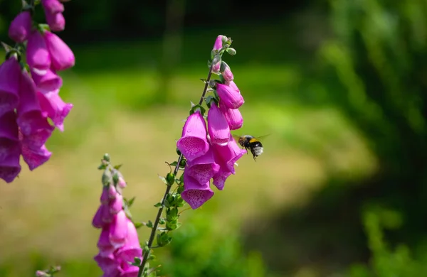 蜜蜂以狐狸手套紫色花园花朵中的花粉和花蜜为食 — 图库照片