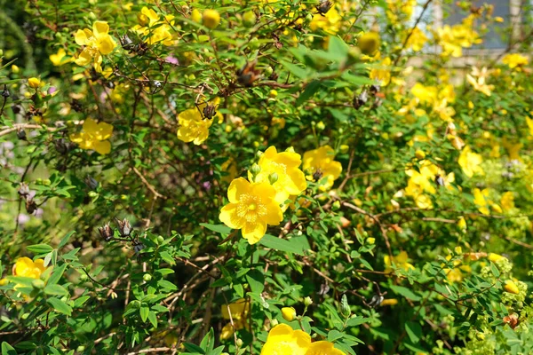 Johanniskraut Gelbe Gartenblume — Stockfoto