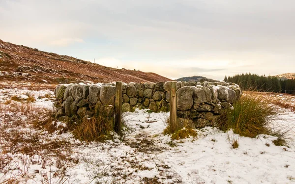 Uma Velha Neve Coberta Scottish Drystone Dyke Ovelhas Dobra Inverno — Fotografia de Stock