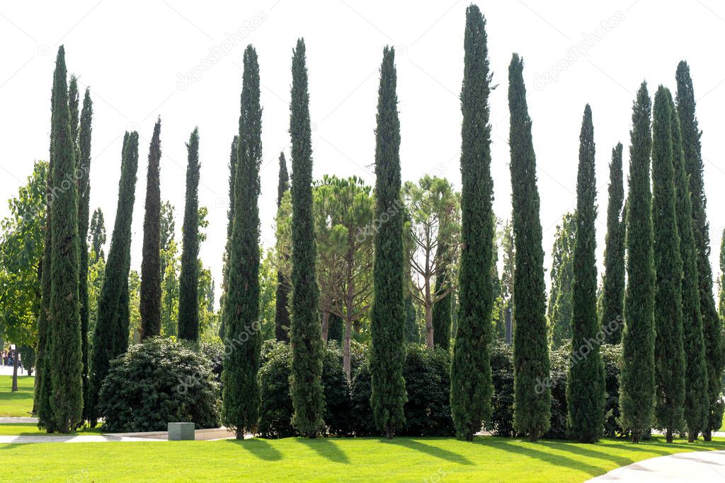 Very tall cypress trees in a Park in southern country.