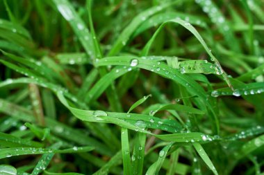 Baharda taze yeşil çimenlere çiy damlaları düşer.