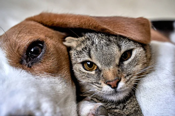 Cat and dog love, friendship, meeting, acquaintance — Stock Fotó