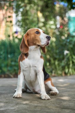 Bahçenin çimlerinde bitkilerle oturan sevimli bir av köpeği yavrusu.