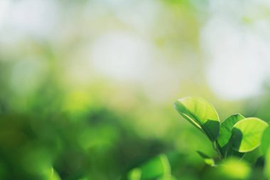 Doğanın güzel manzarası yeşillik üzerinde bulanık arkaplan, güneş ışığı ve fotokopi alanı. Doğal ekoloji yaz arkaplanı ve yeni duvar kağıdı konsepti için kullanılır..