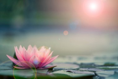 Güzel pembe nilüfer ya da gölette güneş ışığı olan nilüfer çiçeği..