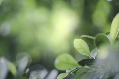 Doğanın güzel manzarası yeşillik üzerinde bulanık arkaplan, güneş ışığı ve fotokopi alanı. Doğal ekoloji yaz arkaplanı ve yeni duvar kağıdı konsepti için kullanılır..
