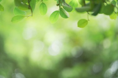 Doğanın güzel manzarası yeşillik üzerinde bulanık arkaplan, güneş ışığı ve fotokopi alanı. Doğal ekoloji yaz arkaplanı ve yeni duvar kağıdı konsepti için kullanılır..