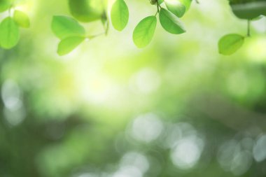 Doğanın güzel manzarası yeşillik üzerinde bulanık arkaplan, güneş ışığı ve fotokopi alanı. Doğal ekoloji yaz arkaplanı ve yeni duvar kağıdı konsepti için kullanılır..