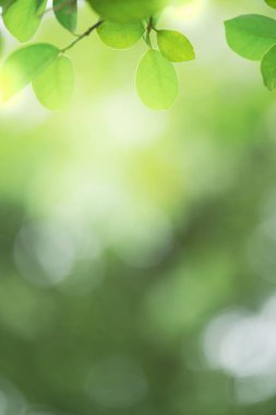 Doğanın güzel manzarası yeşillik üzerinde bulanık arkaplan, güneş ışığı ve fotokopi alanı. Doğal ekoloji yaz arkaplanı ve yeni duvar kağıdı konsepti için kullanılır..