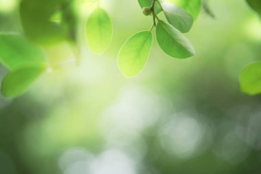 Doğanın güzel manzarası yeşillik üzerinde bulanık arkaplan, güneş ışığı ve fotokopi alanı. Doğal ekoloji yaz arkaplanı ve yeni duvar kağıdı konsepti için kullanılır..