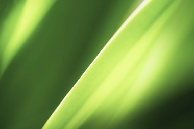 Doğanın güzel manzarası yeşillik üzerinde bulanık arkaplan, güneş ışığı ve fotokopi alanı. Doğal ekoloji yaz arkaplanı ve yeni duvar kağıdı konsepti için kullanılır..