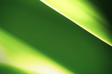 Arka plan ve doku için güzel yeşil yaprak ve güneş ışığını kapat.