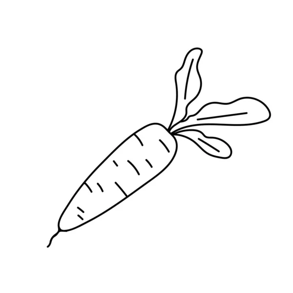 Morötter från klotter. Vegetarisk hälsosam mat. Vegansk, lantgård, ekologisk, naturlig. Vektorillustration — Stock vektor