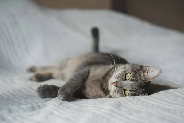 Lazy Grey Relaxed Cat Lying Bed Looking Camera Funny Tabby — Stock Photo, Image