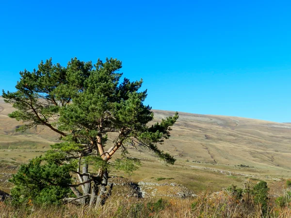 Yayla Lagonaki.