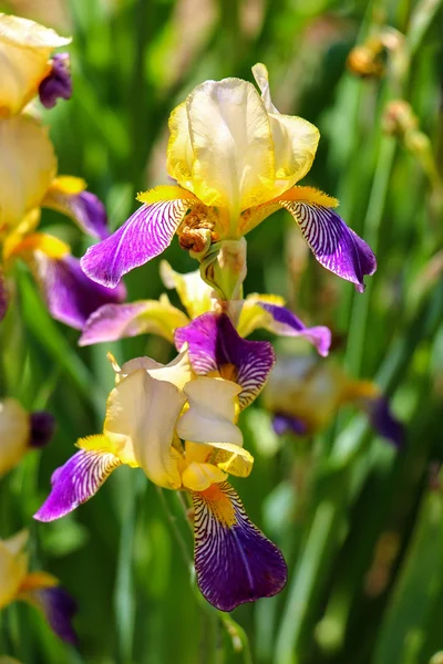 Parlak Iris.