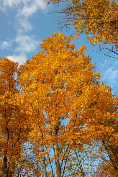 Golden tree — Stock Photo, Image