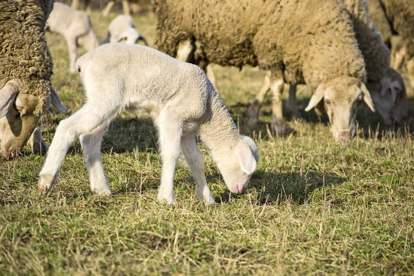 Schattig lam in de zomer 2 — Stockfoto