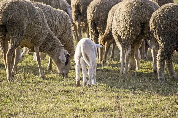 Schattig lam in de zomer 5 — Stockfoto