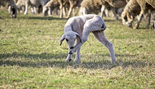 Schattig lam in de zomer 7 — Stockfoto