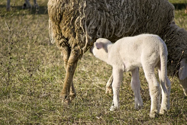 Schattig lam in de zomer 6 — Stockfoto