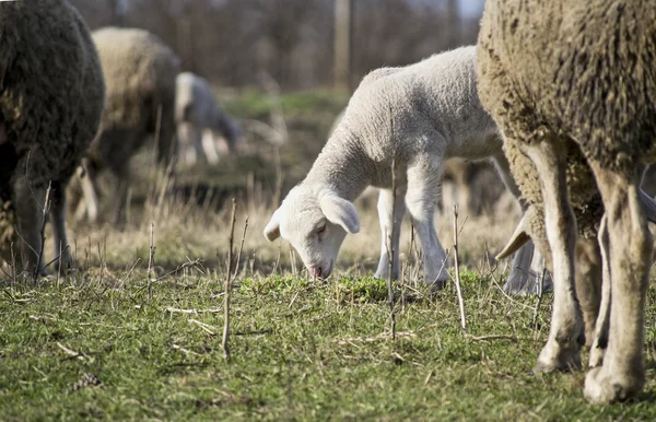 Schattig lam in de zomer 8 — Stockfoto