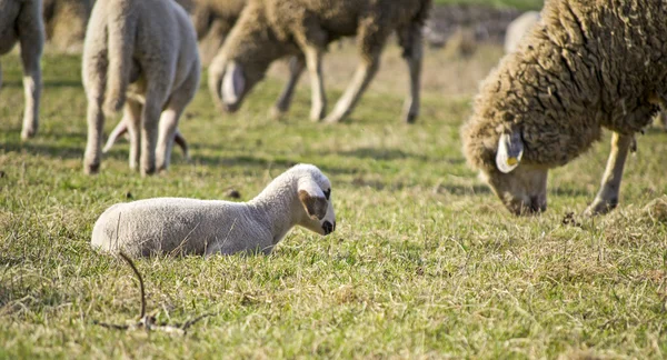 可爱的羊羔在夏天 9 — 图库照片