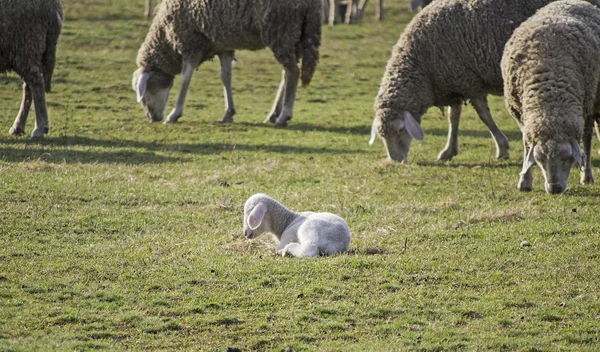 Schattig lam in de zomer 10 — Stockfoto