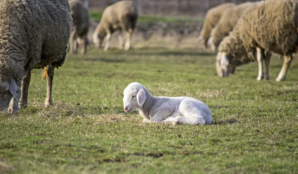 Schattig lam in de zomer 11 — Stockfoto