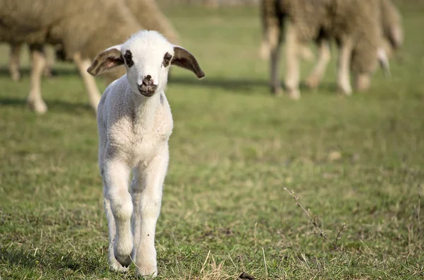 Schattig lam in de zomer 12 — Stockfoto